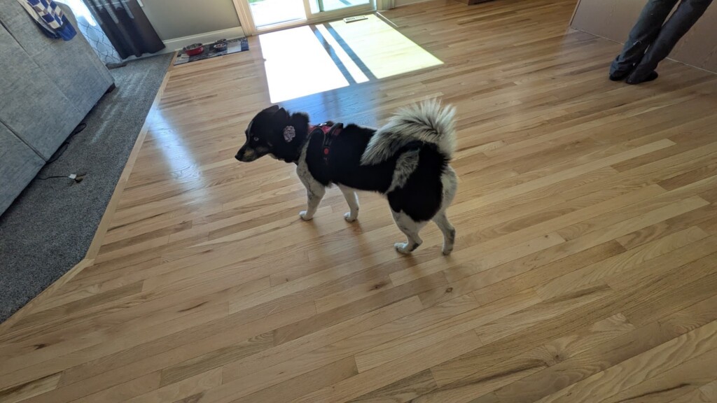 refinished hardwood floors with dog